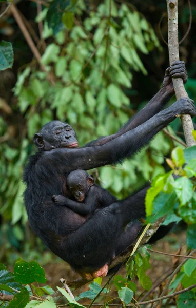 Bonobo's aap familie — Stockfoto