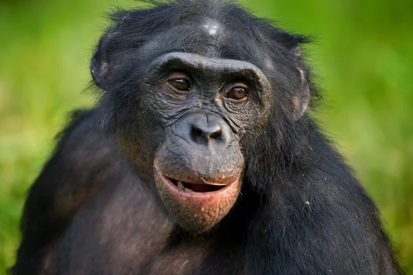Bonobo primer plano retrato —  Fotos de Stock
