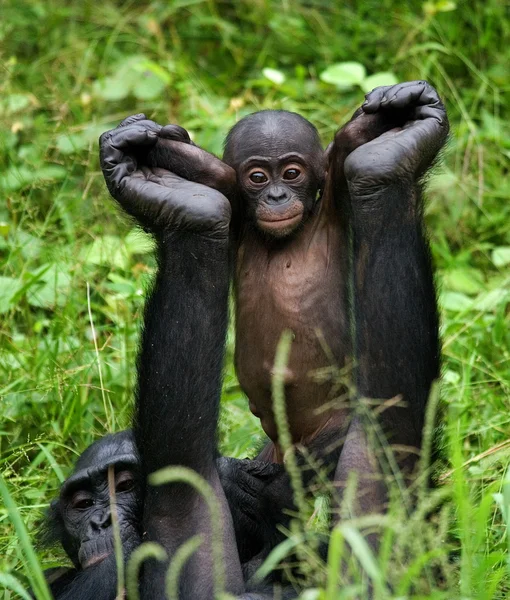 Bonobos monkey family — Stock Photo, Image