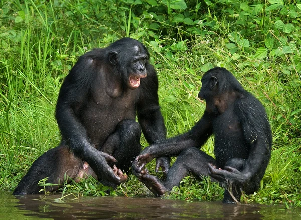Rodzinę małp bonobo — Zdjęcie stockowe