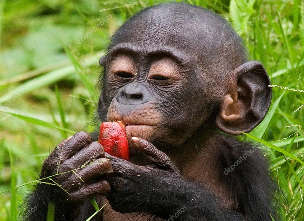 baby bonobo aap — stockfoto © gudkovandrey #94266160