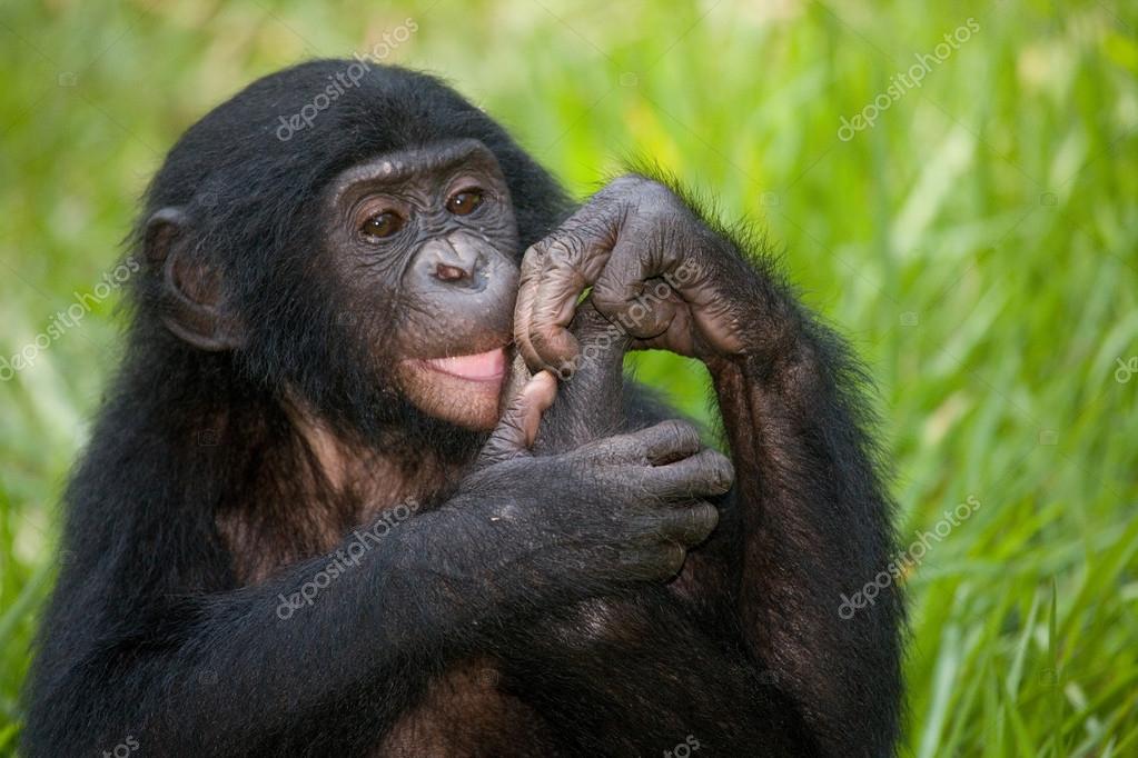 baby bonobo aap — stockfoto © gudkovandrey #94266582