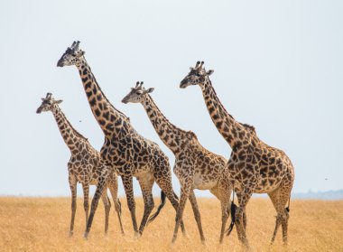 Zürafalar savana açık havada içinde