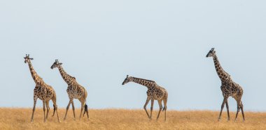 Zürafalar savana açık havada içinde