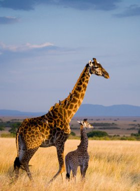 mother giraffe with her baby clipart