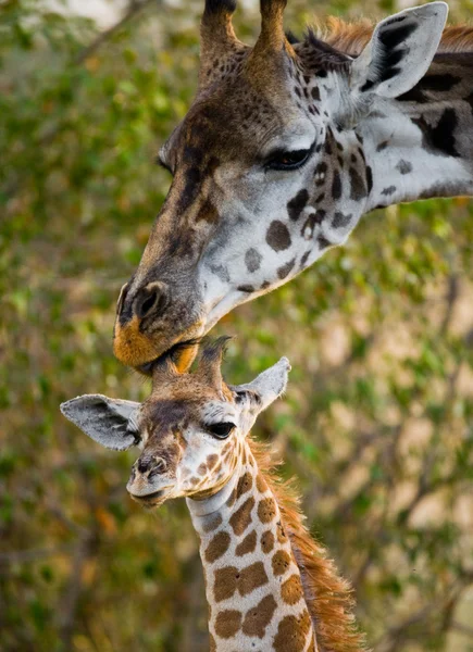 Madre jirafa con su bebé — Foto de Stock