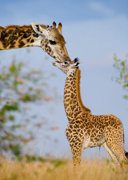 Madre giraffa con il suo bambino — Foto Stock