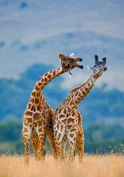 Paar van giraffen in zijn leefgebied — Stockfoto