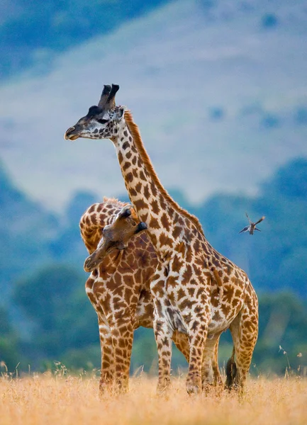 Пара жирафів у своєму середовищі проживання — стокове фото