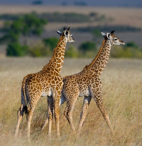 Giraffes in savanna outdoors — Stock Photo, Image