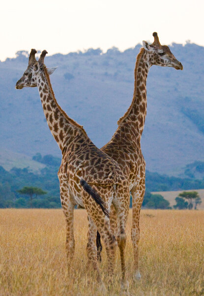 Two wild giraffes in savanna outdoors