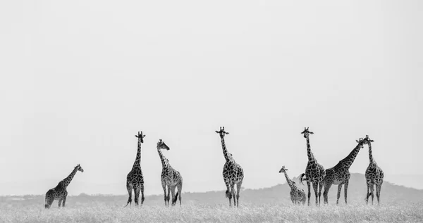 Giraffes in savanna outdoors — Stock Photo, Image