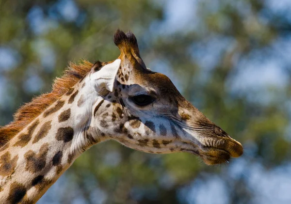 Retrato de uma girafa curiosa — Fotografia de Stock