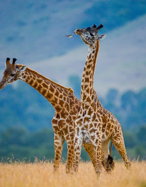 Giraffer i savanna utomhus — Stockfoto