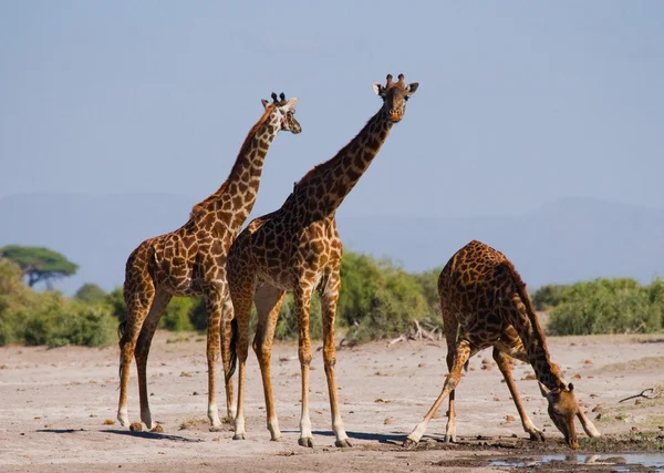 Groupe girafes sauvages — Photo