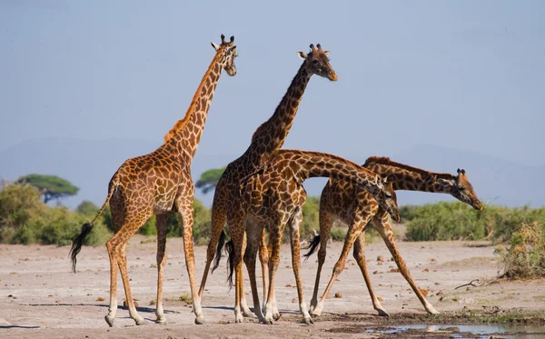 Groep wilde giraffen — Stockfoto