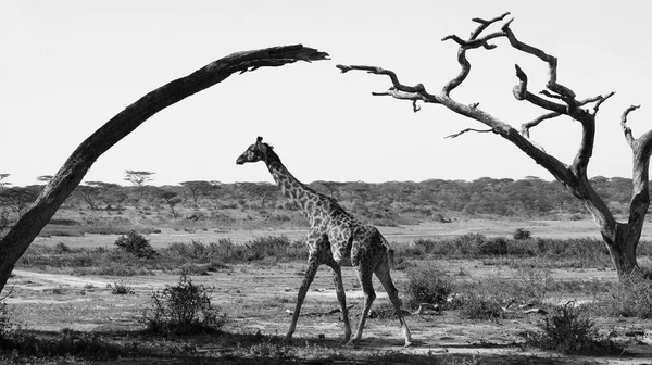 Una jirafa (Giraffa camelopardalis ) — Foto de Stock