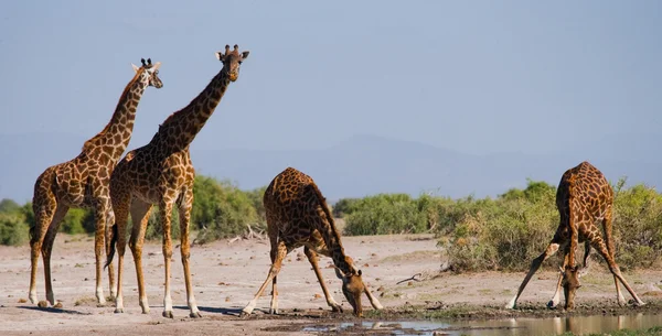 Groep wilde giraffen — Stockfoto