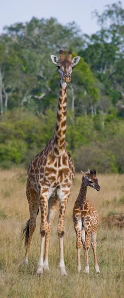 Moeder giraf met haar baby — Stockfoto