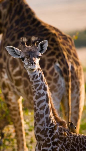 Onun bebek ile anne zürafa — Stok fotoğraf