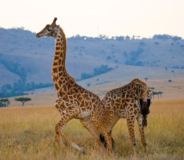 Giraffen in savanne buitenshuis — Stockfoto