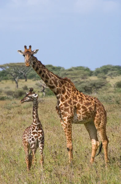Moeder giraf met haar baby — Stockfoto