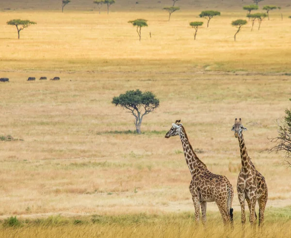 Giraffes in savanna outdoors — Stock Photo, Image