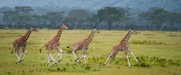 Żyrafy w sawanny na zewnątrz — Zdjęcie stockowe