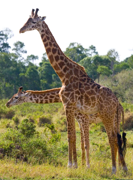 Coppia di giraffe nel suo habitat — Foto Stock