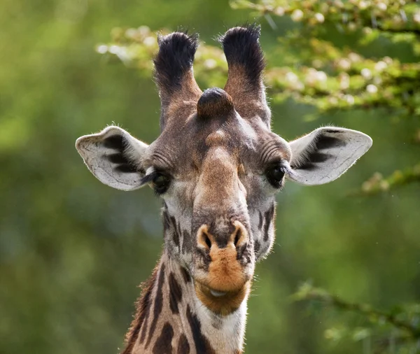 Porträtt av en nyfiken giraff — Stockfoto