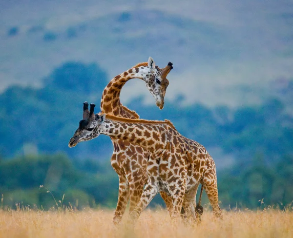 Couple of giraffes in its habitat — Stock Photo, Image