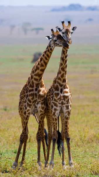 Zürafalar savana açık havada içinde — Stok fotoğraf