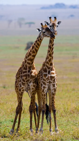 Girafas em savana ao ar livre — Fotografia de Stock