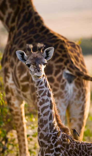 Madre jirafa con su bebé — Foto de Stock