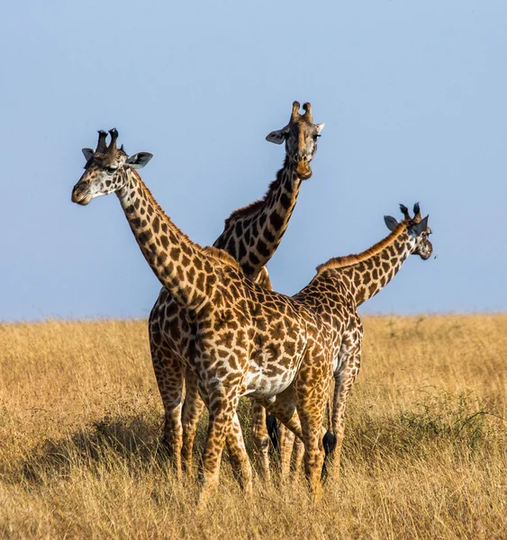 Zürafalar savana açık havada içinde — Stok fotoğraf