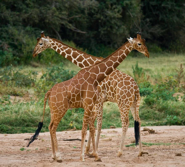 Couple of giraffes in its habitat — Stock Photo, Image