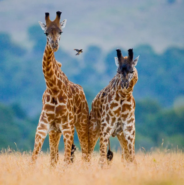 Paar van giraffen in zijn leefgebied — Stockfoto