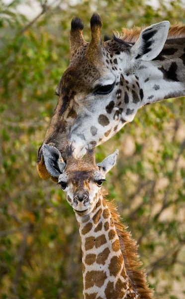Anya zsiráf a kisbabáját — Stock Fotó