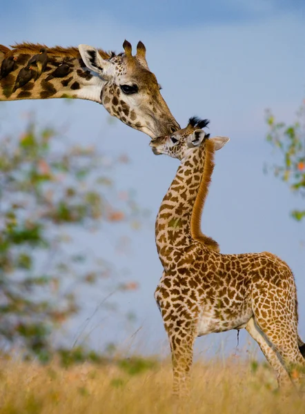 Mor giraff med sin baby — Stockfoto