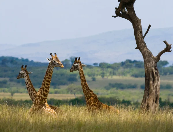 Grupo de girafas selvagens — Fotografia de Stock