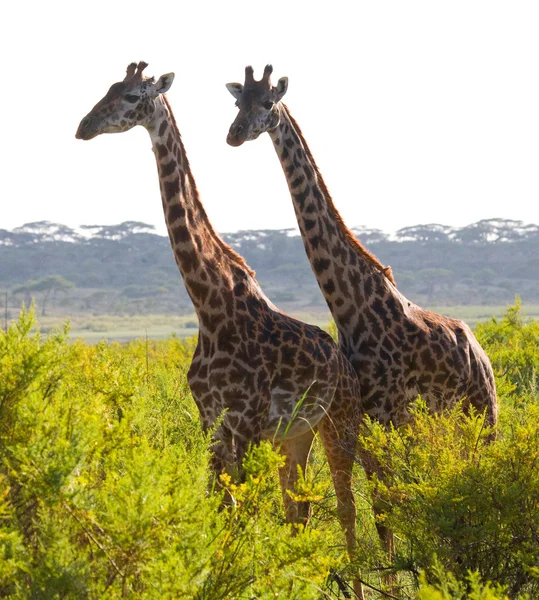 Žirafy v savaně venku — Stock fotografie