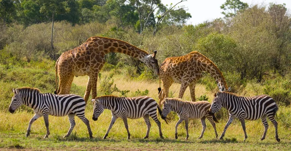 Zebras e duas girafas selvagens — Fotografia de Stock