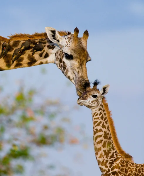Mother giraffe with her baby — Stock Photo, Image