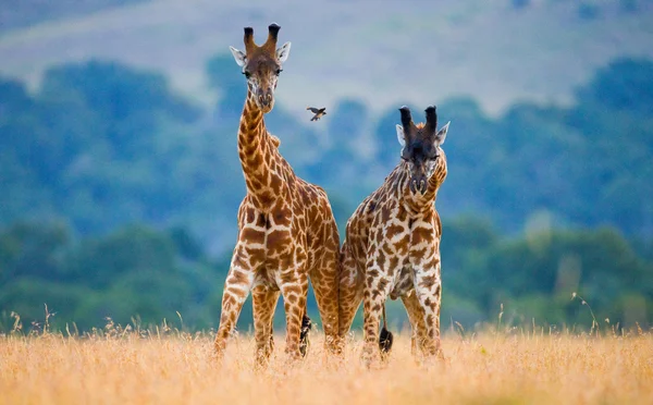 几个在其栖息地的长颈鹿 — 图库照片