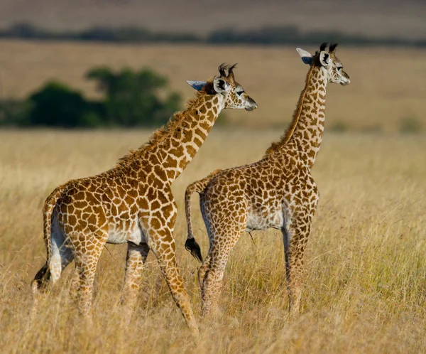 Giraffes in savanna outdoors — Stock Photo, Image