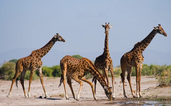 Grupo de jirafas silvestres — Foto de Stock