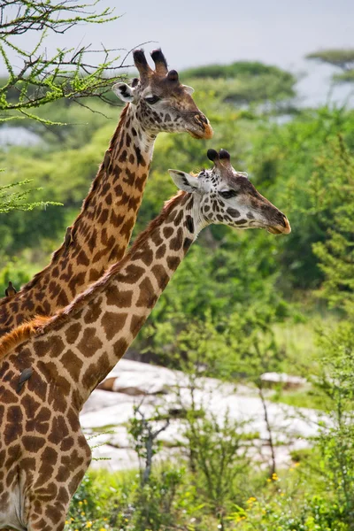 Jirafas en sabana al aire libre — Foto de Stock