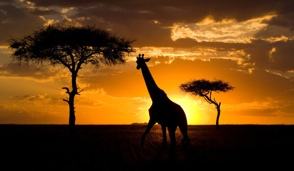 One giraffe (Giraffa camelopardalis) on sunset background, Kenya and Tanzania, Serengeti National Park (Tanzania) and the Masai Mara (Kenya)