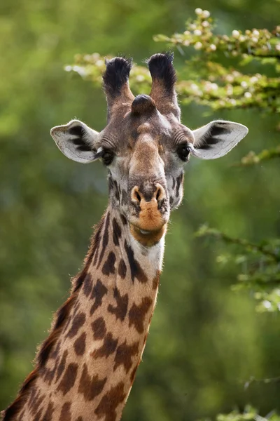 Porträt einer neugierigen Giraffe — Stockfoto