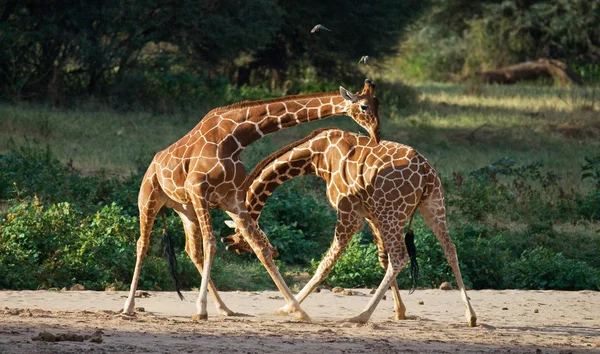 Casal de girafas em seu habitat — Fotografia de Stock